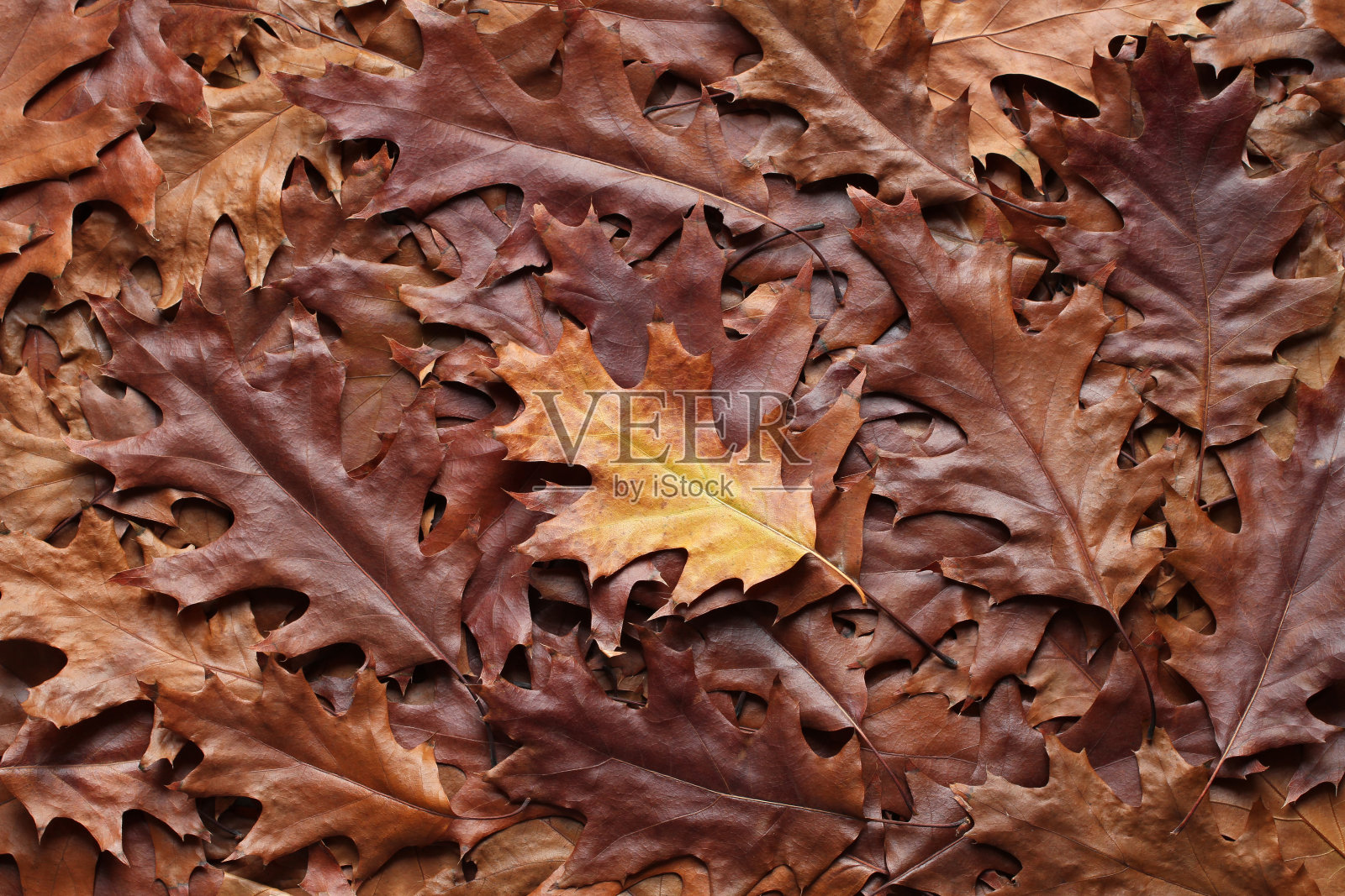 秋天的背景-顶视图一堆干燥的棕色和黄色的橡树叶。特写镜头照片摄影图片