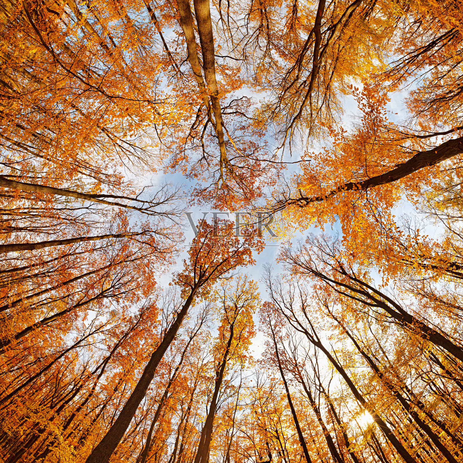 180度广角的秋天森林从底部背景照片摄影图片