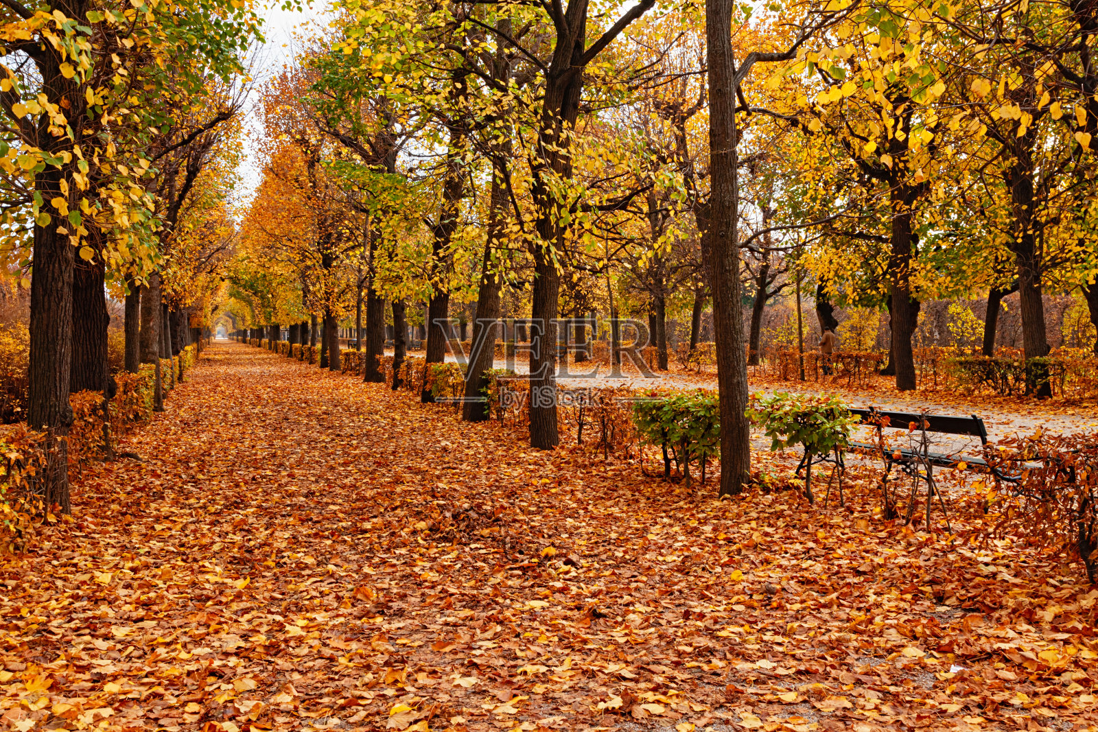 空旷的小巷覆盖着树叶的秋天公园，维也纳，奥地利照片摄影图片