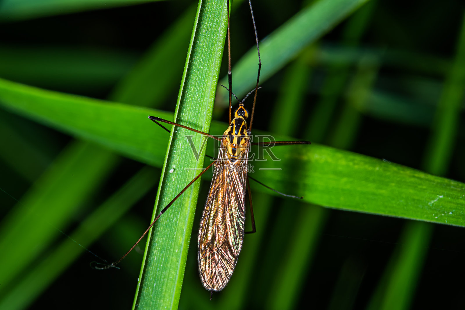 斑点鹤蝇(Lat。Nephrotoma appendiculata)照片摄影图片