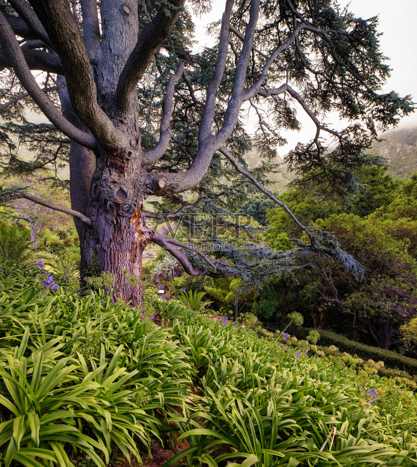 开普敦Kirstenbosch花园的一棵百年雪松照片摄影图片