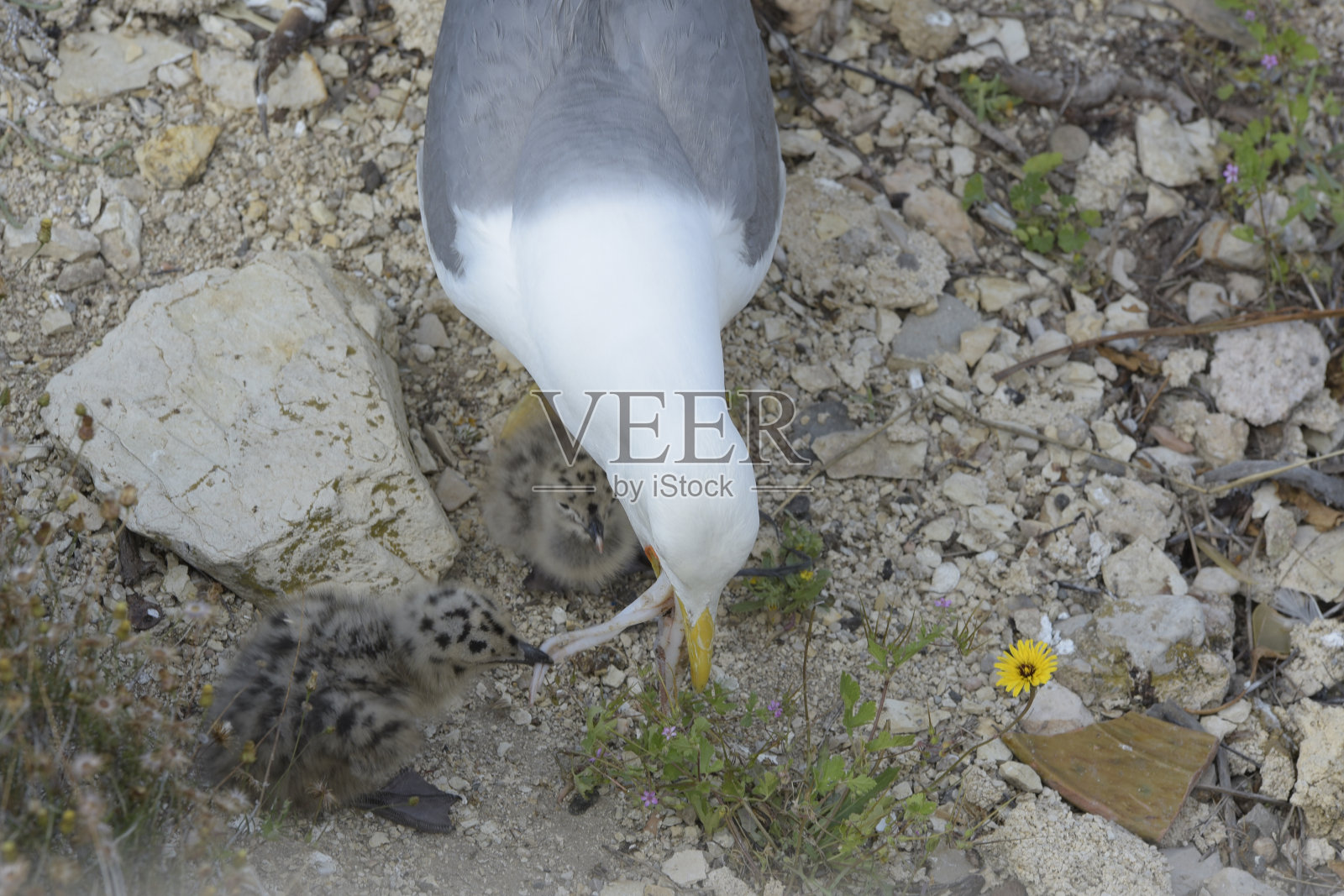 两只刚孵化的海鸥的母亲吐出一只鱿鱼来喂养她的孩子。照片摄影图片