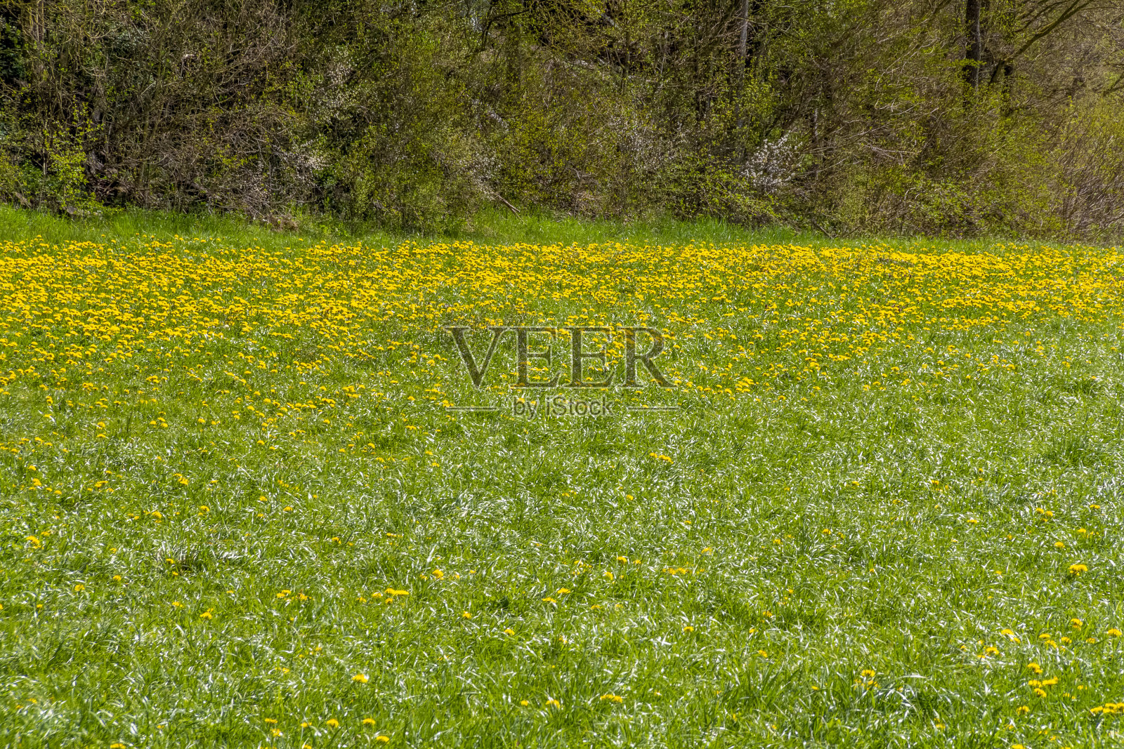 春光明媚，花团锦簇照片摄影图片
