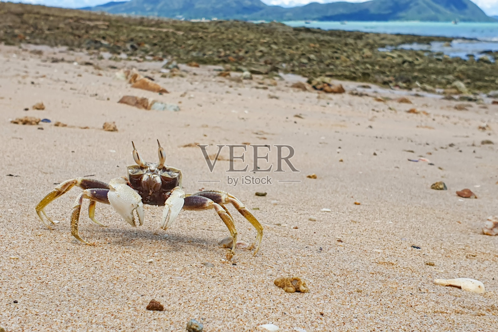 靠近“泰国芭堤雅”海岸的岩石沙滩上的海蟹，拥有大城市的城镇建筑环境和蓝天背景景观照片摄影图片