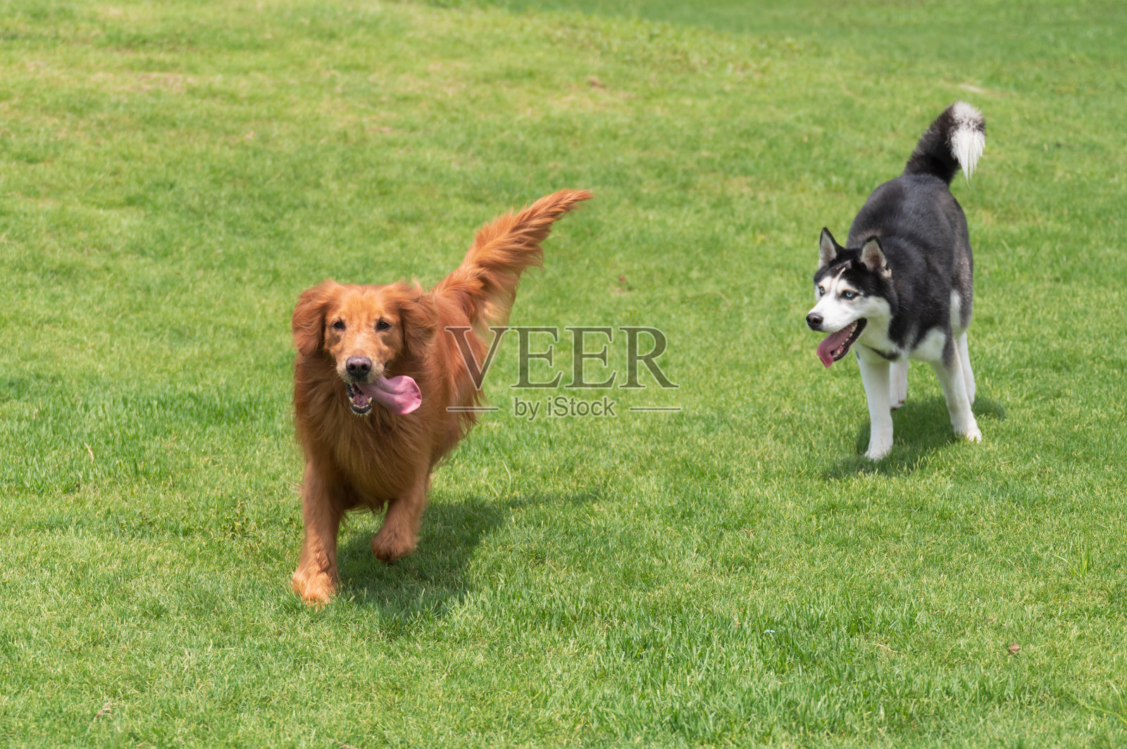 金毛猎犬和哈士奇在草地上玩耍照片摄影图片