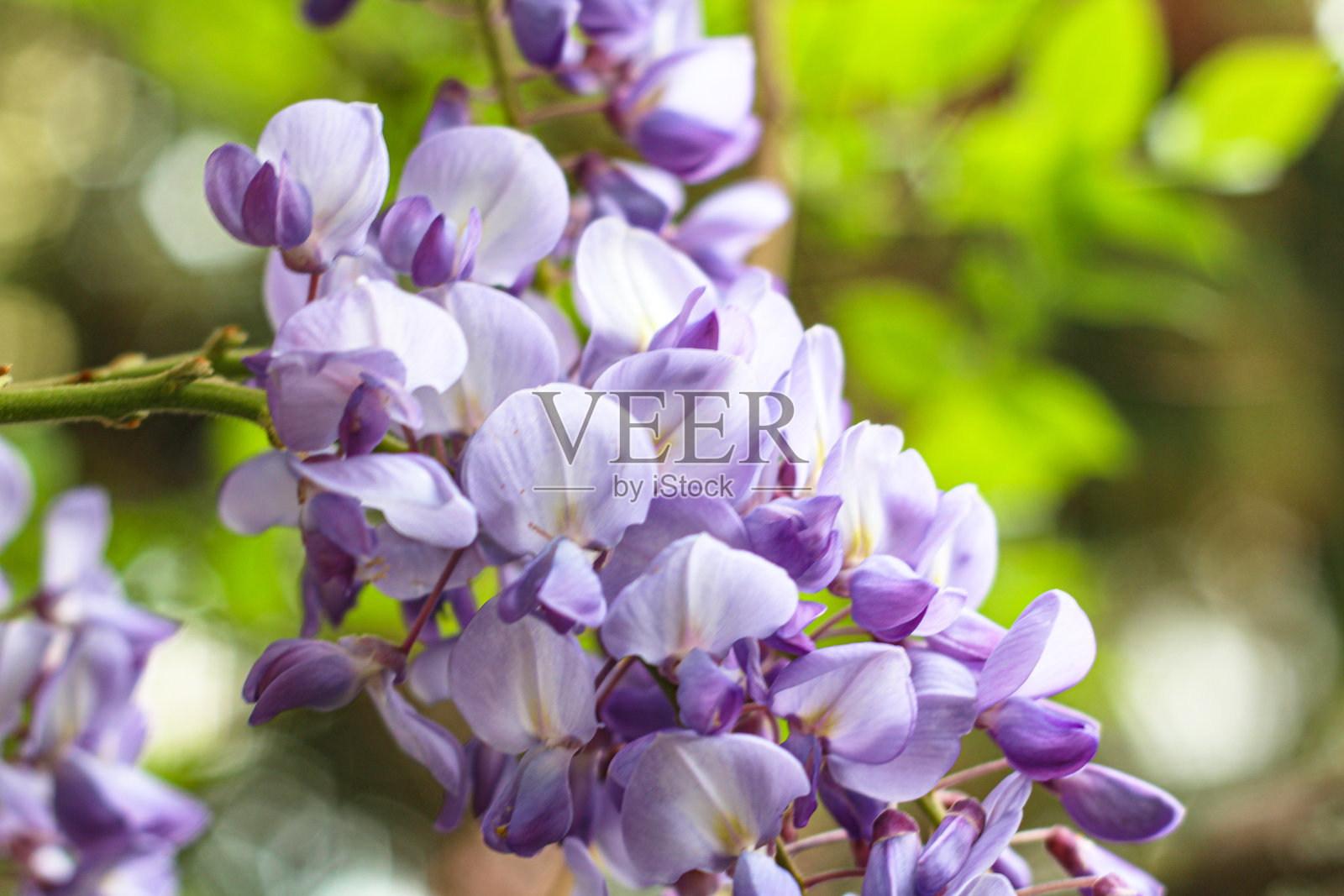 特写紫色的春天夏天背景与紫藤照片摄影图片