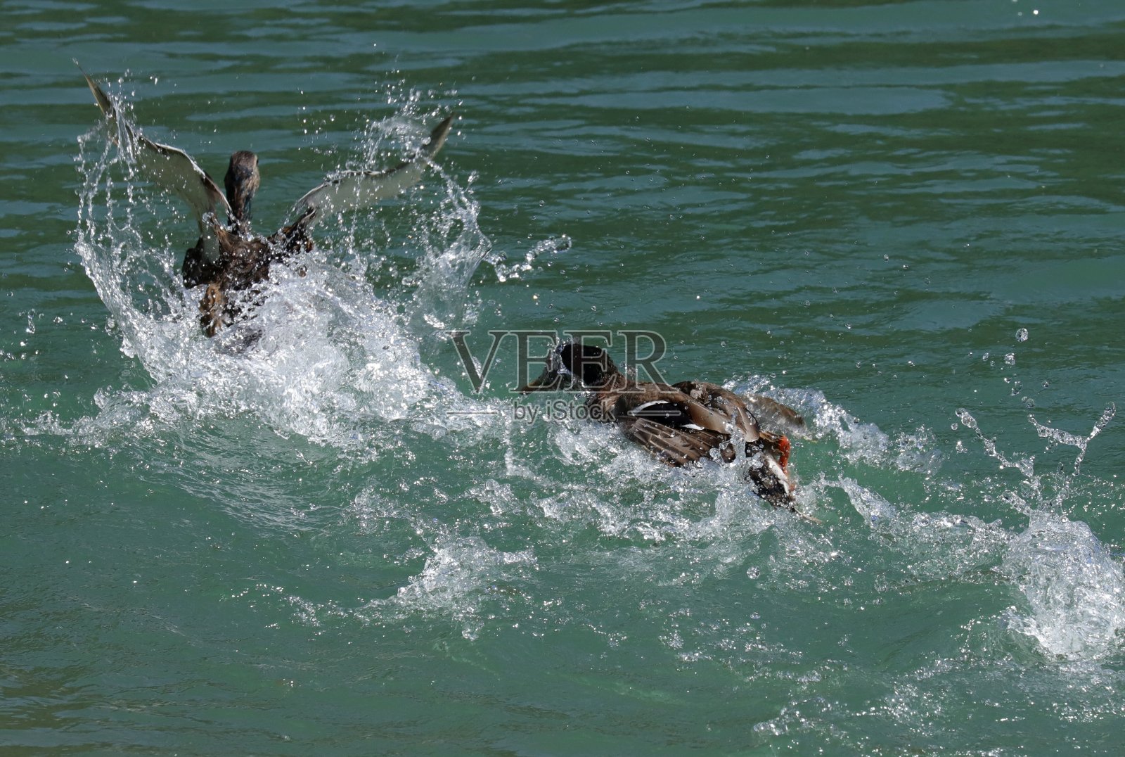 在奥地利蒂罗尔的Osttirol，雄性和雌性野鸭在战斗照片摄影图片
