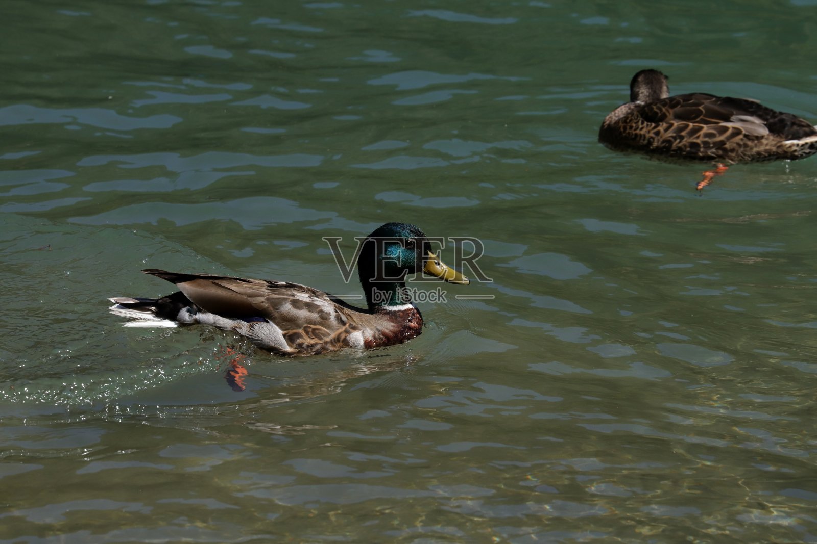雄性和雌性野鸭在Osttirol，蒂罗尔，奥地利照片摄影图片