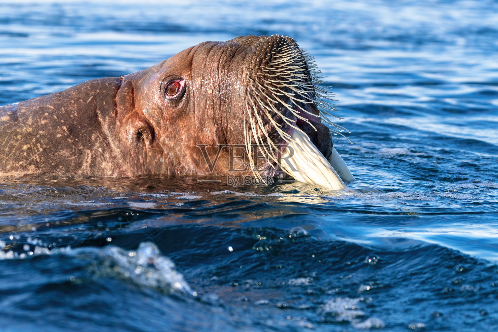 成年海象在北冰洋斯瓦尔巴群岛海岸游泳照片摄影图片