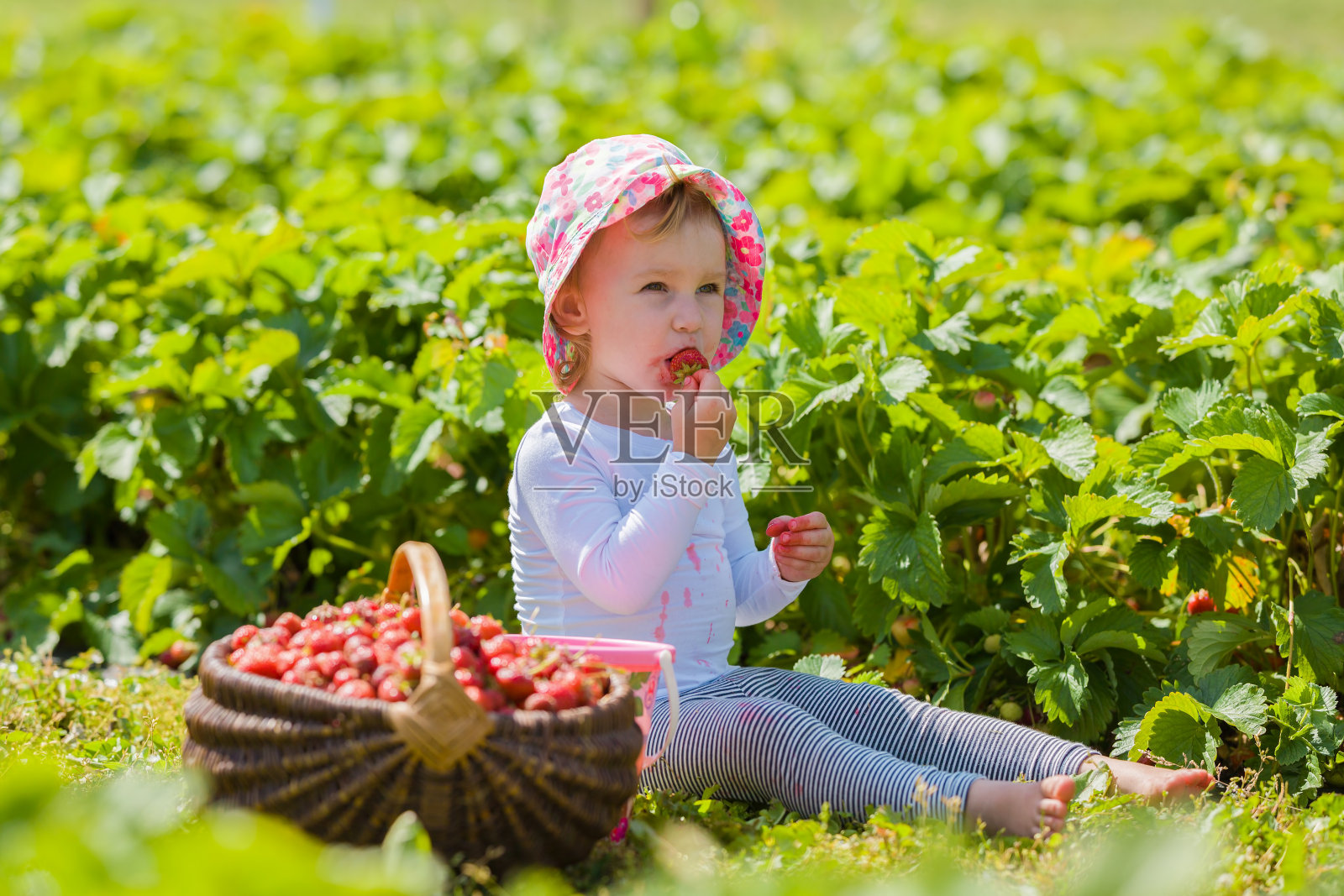 在温暖阳光明媚的夏日里，小女孩坐在草地上吃着新鲜的红草莓。特写镜头。照片摄影图片