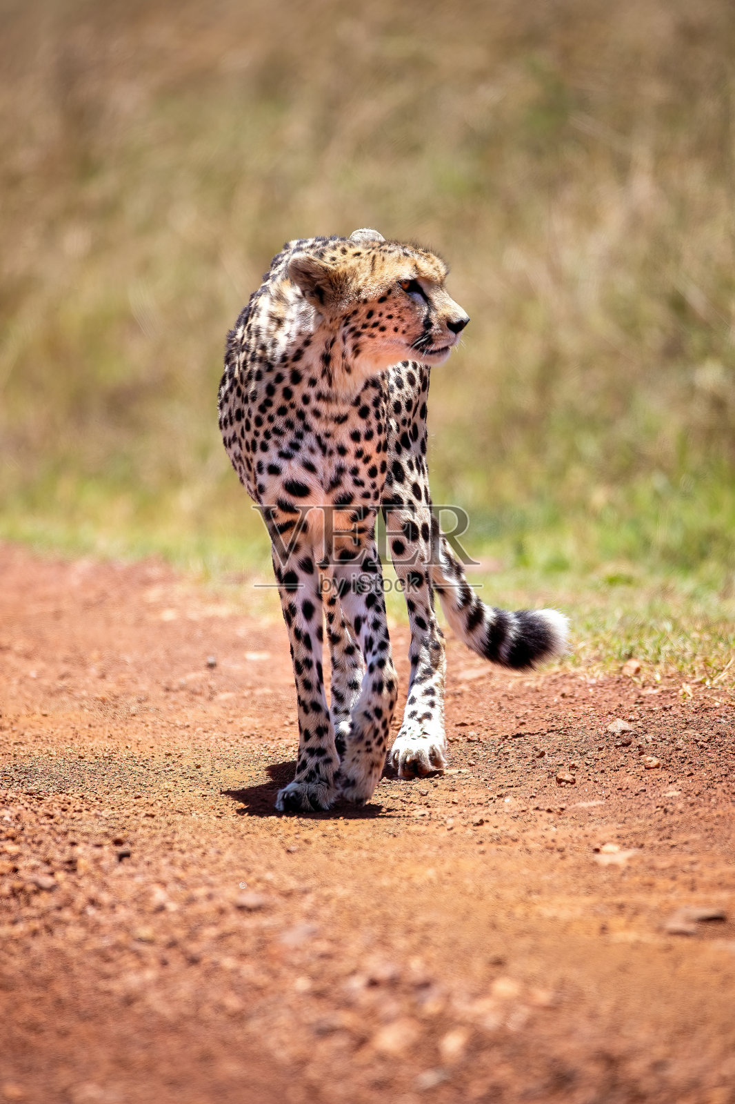 肯尼亚马赛马拉国家公园的土路上，猎豹在行走照片摄影图片