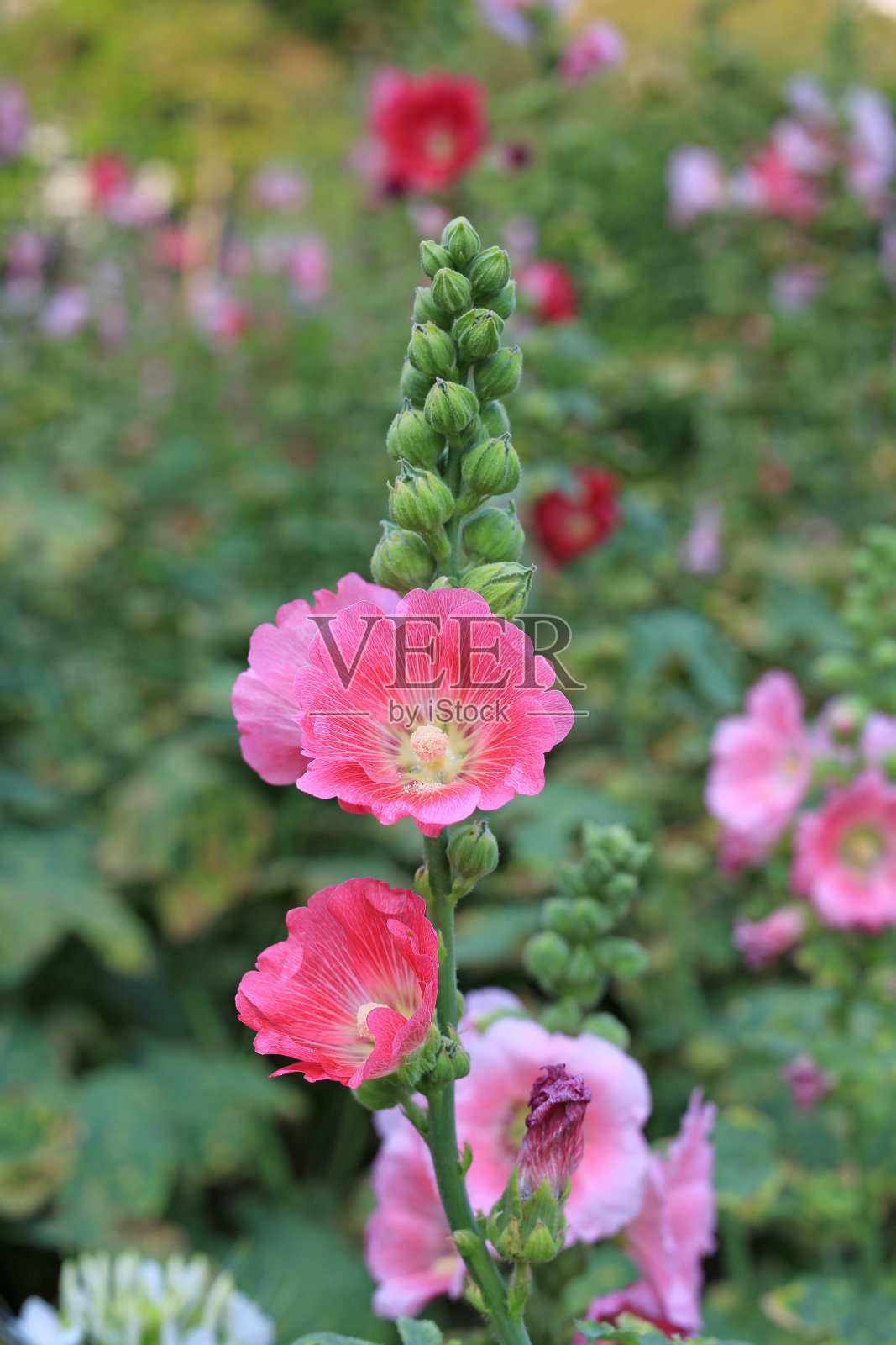 花园里的蜀葵花。红粉色花的蜀葵特写在绿色模糊的背景照片摄影图片