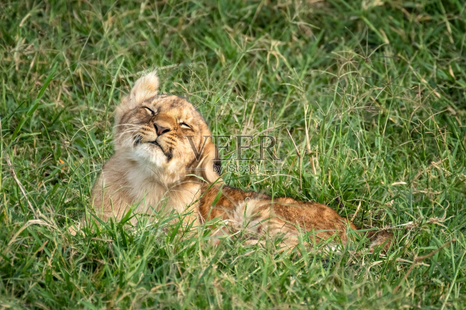 你这个小狮子，狮子王，摇了摇头。他躺在马赛马拉的草丛中照片摄影图片
