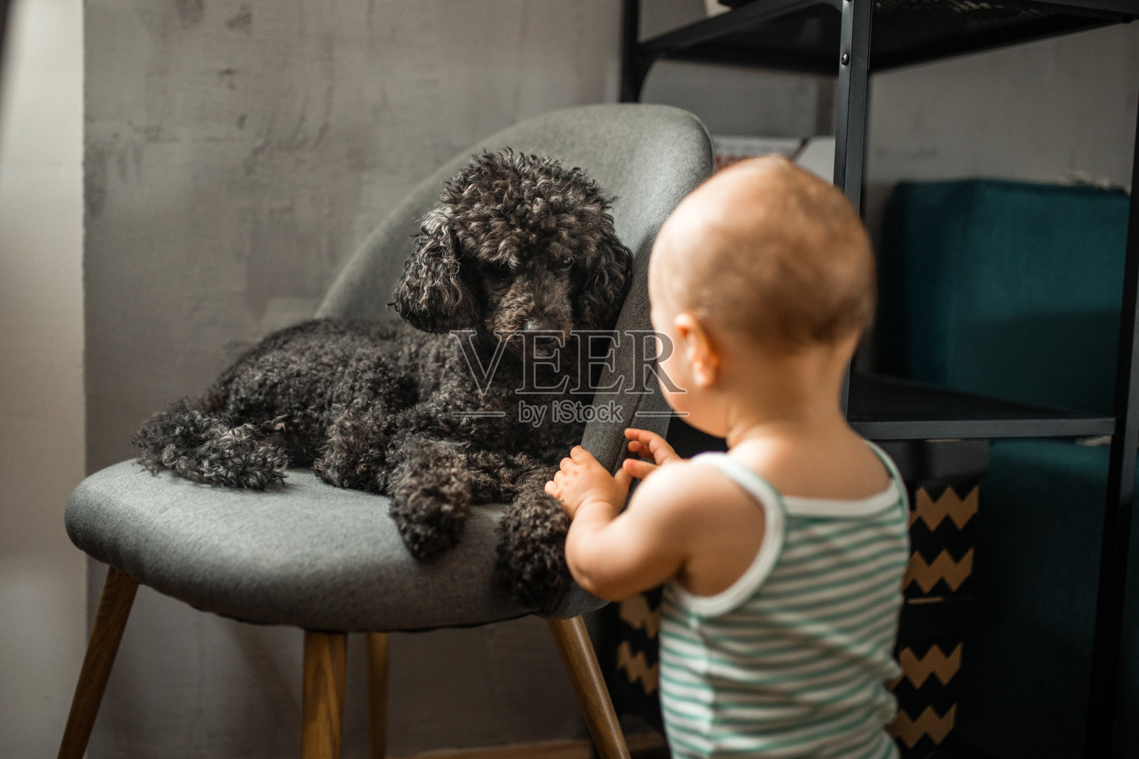 婴儿-狗的友谊照片摄影图片