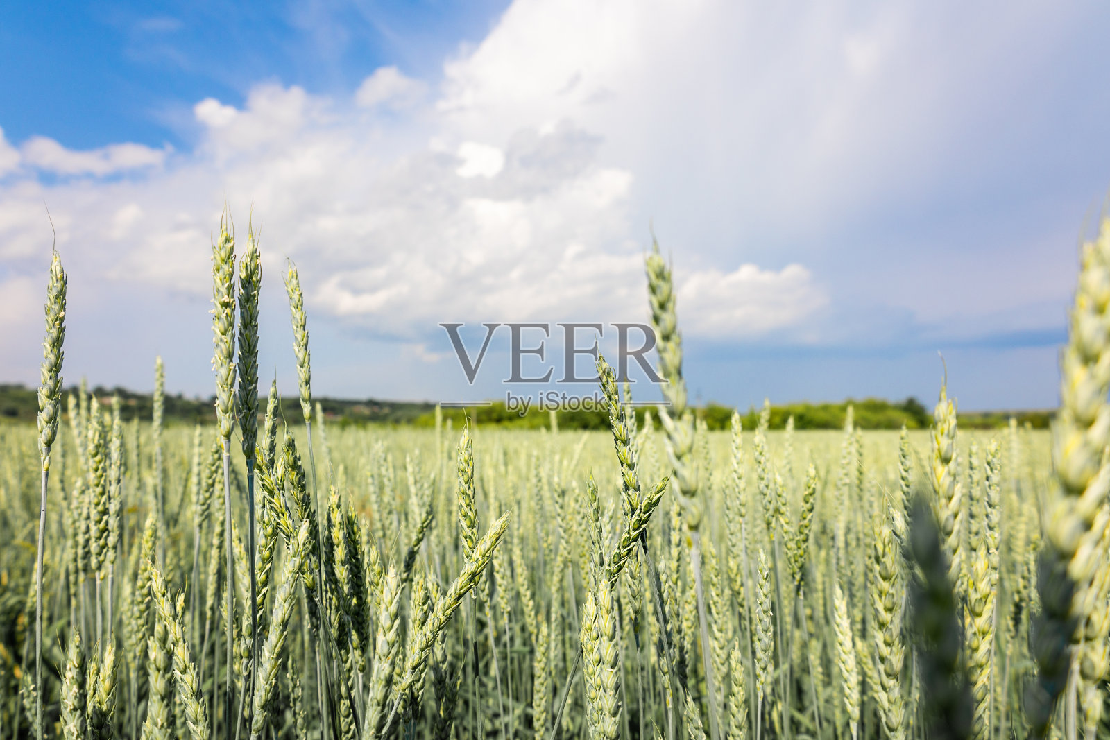 蓝天背景下，田间成熟小麦的小穗呈金黄色、绿色。全景式的美丽乡村景观，选择性聚焦照片摄影图片