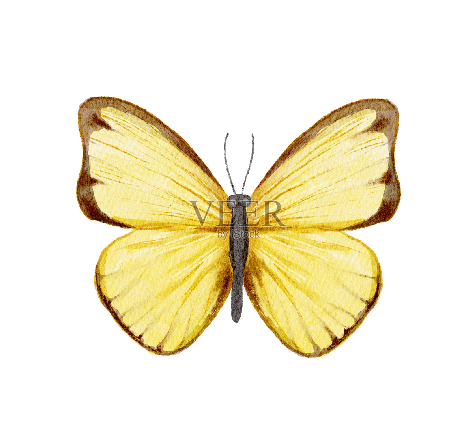 水彩插图与黄色蝴蝶插画图片素材