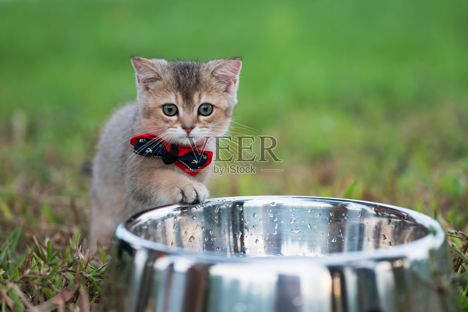 小猫系着领结站在宠物食物碗旁边照片摄影图片