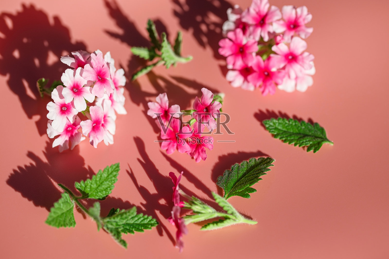 奇异的粉红色小花，细枝和叶子特写。淡红色的背景衬托出精致的夏日气息照片摄影图片