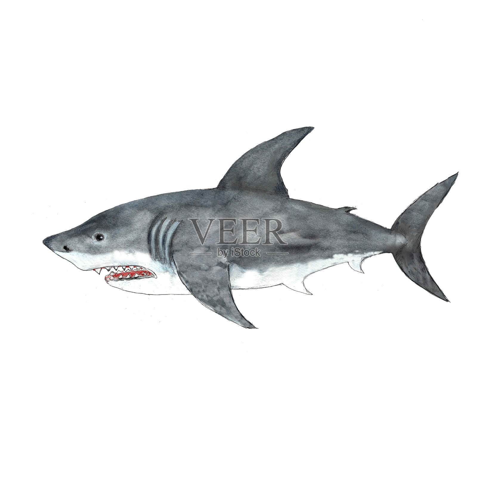 水彩白色鲨鱼插图孤立的白色背景插画图片素材