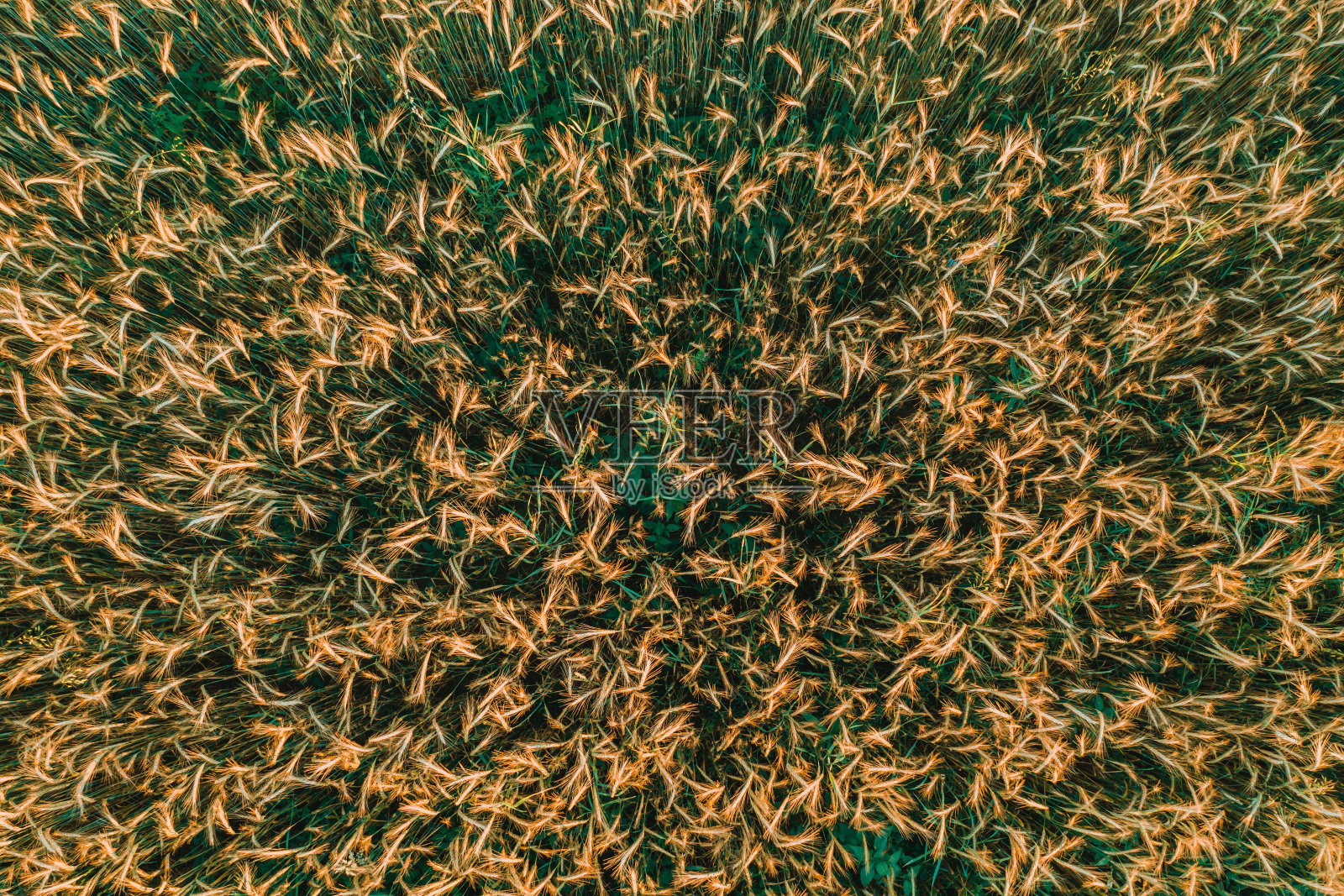 种植的植物是小麦，生长在村庄的私人土地上，用特写镜头，飞过一片种植的谷物。照片摄影图片