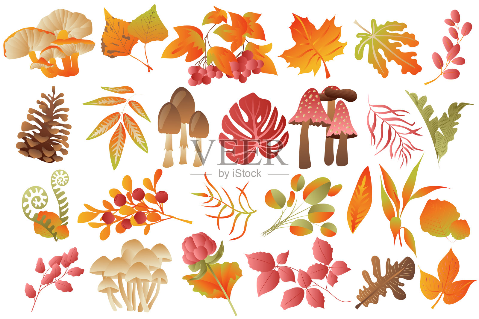 秋叶与植物孤立集。各种各样的蘑菇、浆果和五颜六色的落叶。森林植物装饰。束花元素。矢量插图手绘设计插画图片素材
