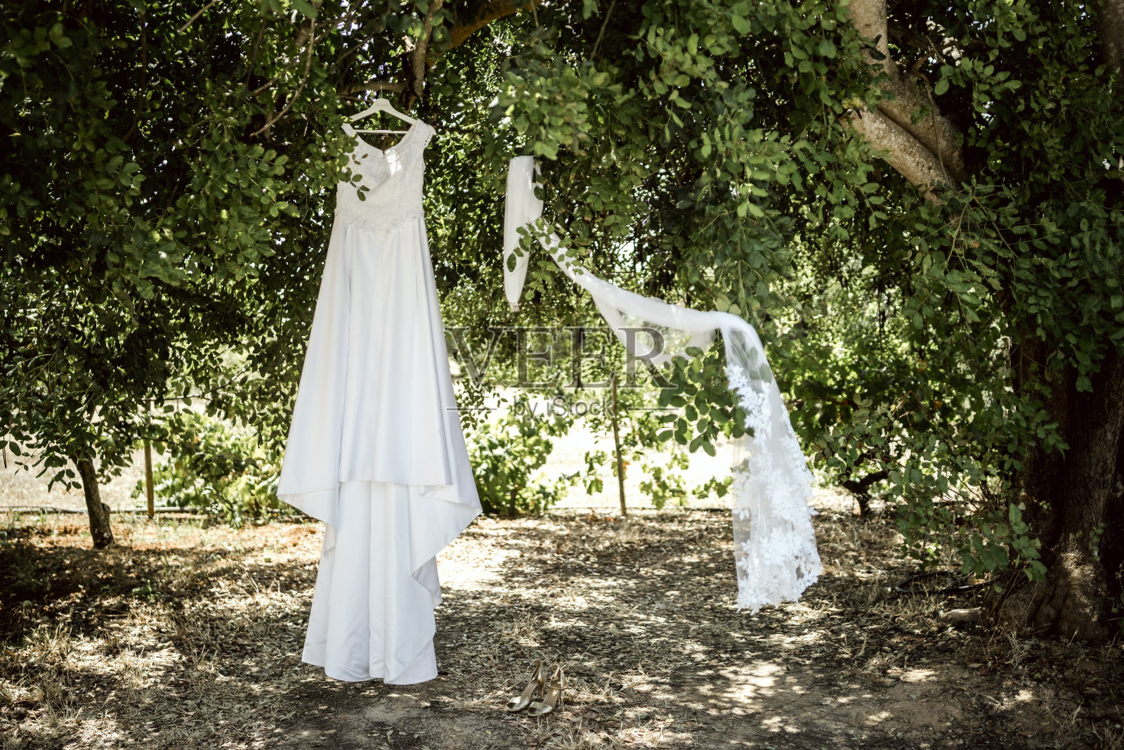 夏天的时候，在树上挂着婚纱和面纱照片摄影图片