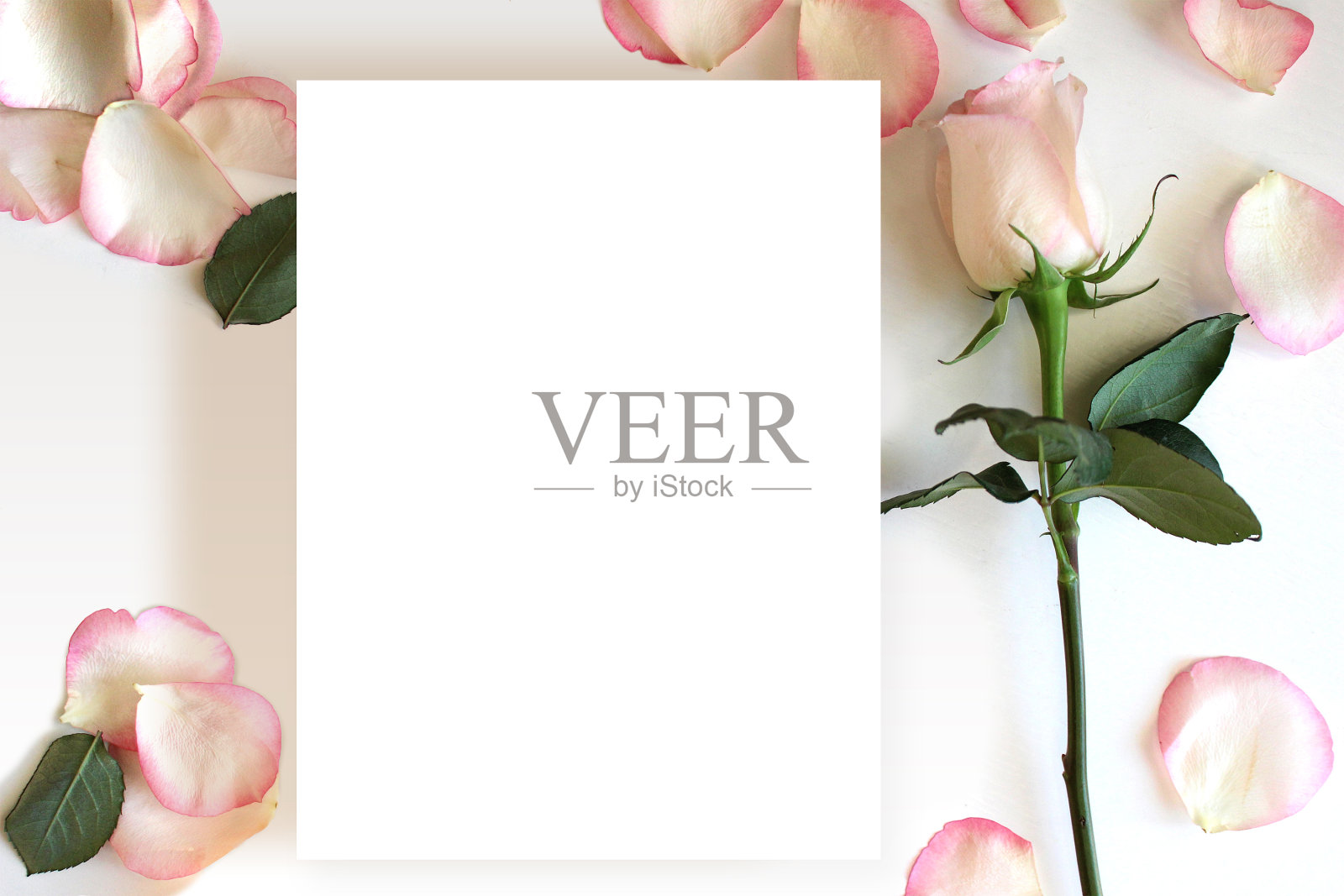 玫瑰和花瓣的空白纸卡片的模型。婚礼,浪漫的模板。照片摄影图片