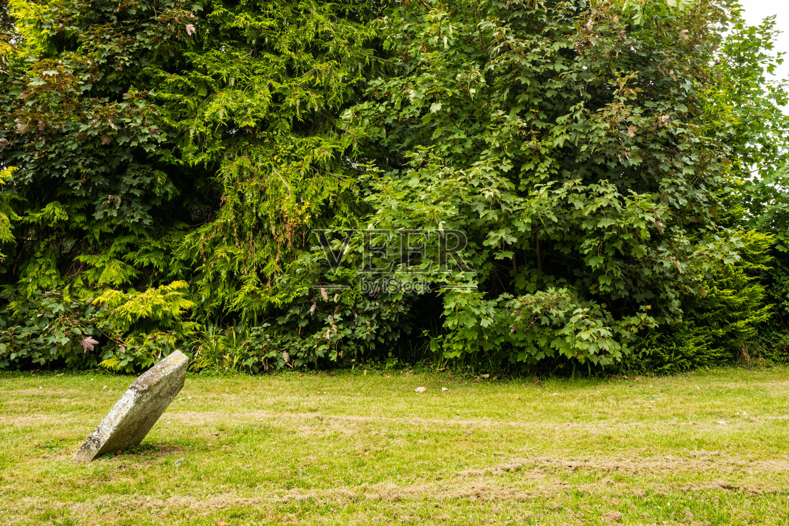 在一个古老墓地的草坪上，一个孤零零的古代坟墓倾斜在一个锐角。照片摄影图片