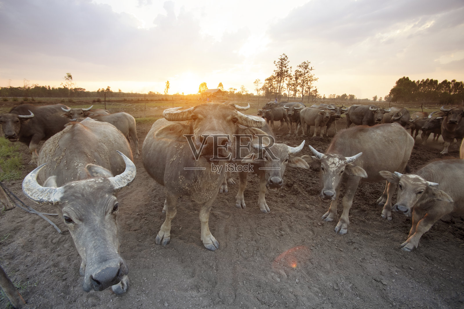 日落背景下的一群水牛照片摄影图片