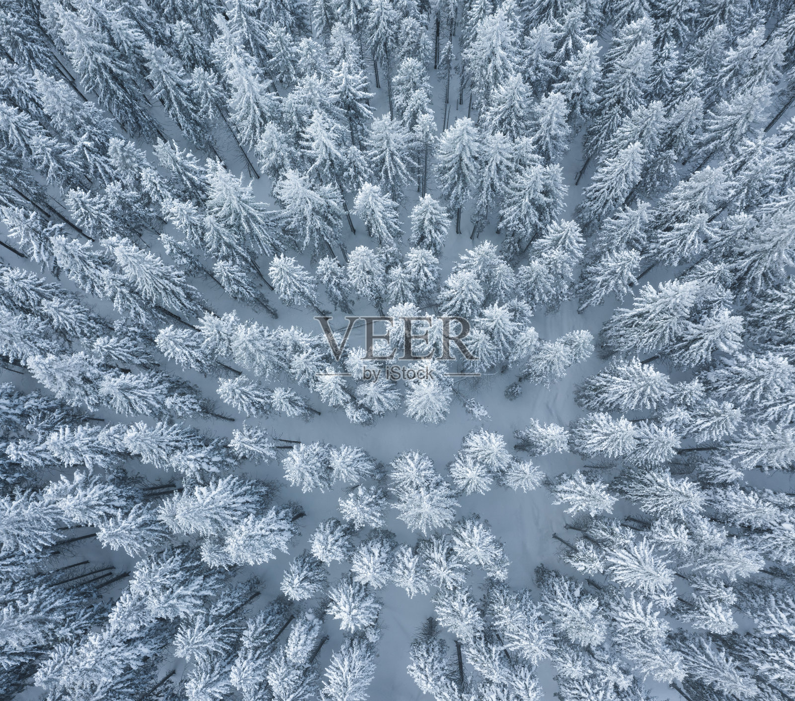 冬季森林鸟瞰图照片摄影图片