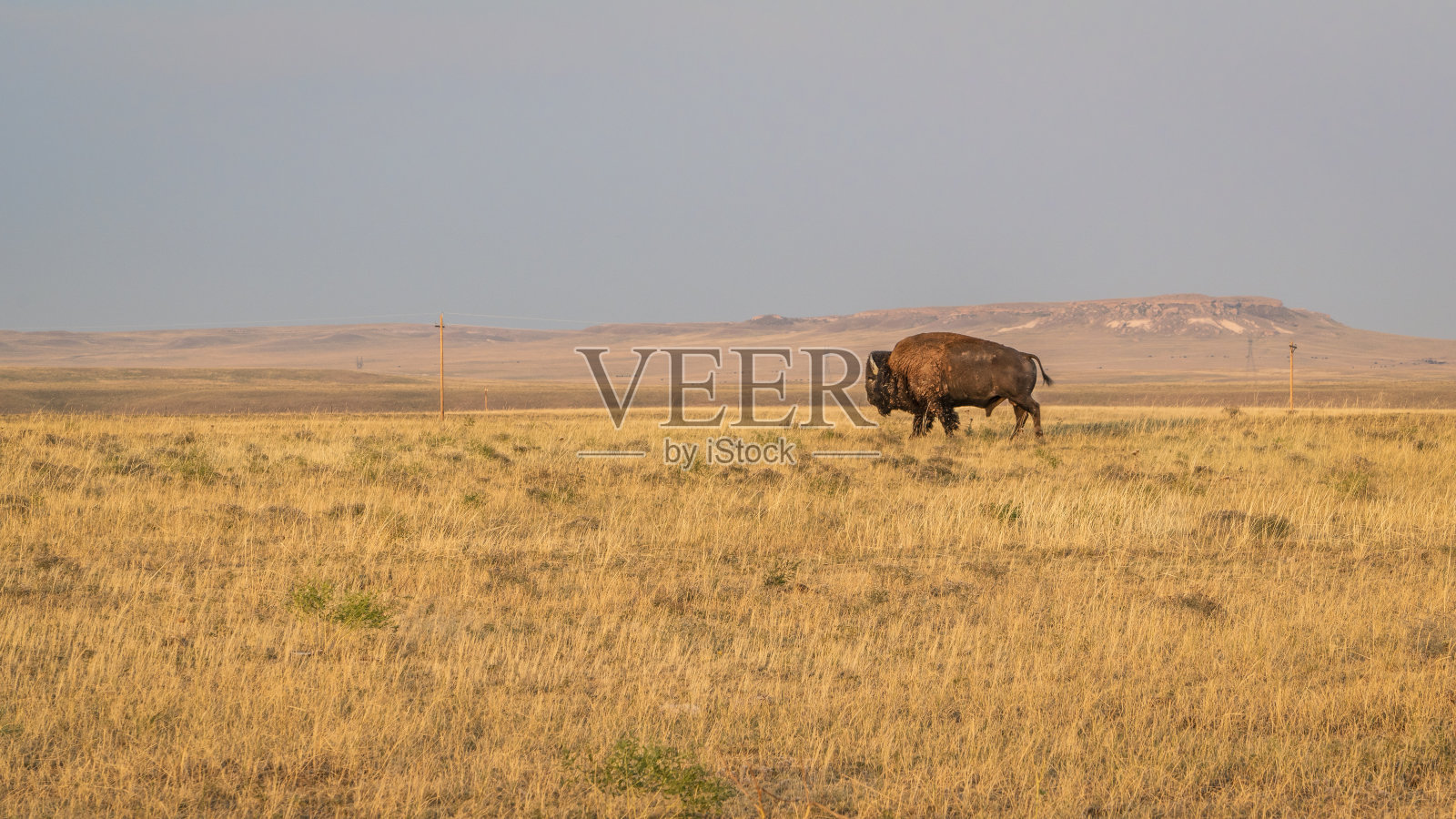 孤独的野牛行走在科罗拉多州北部的大草原上照片摄影图片