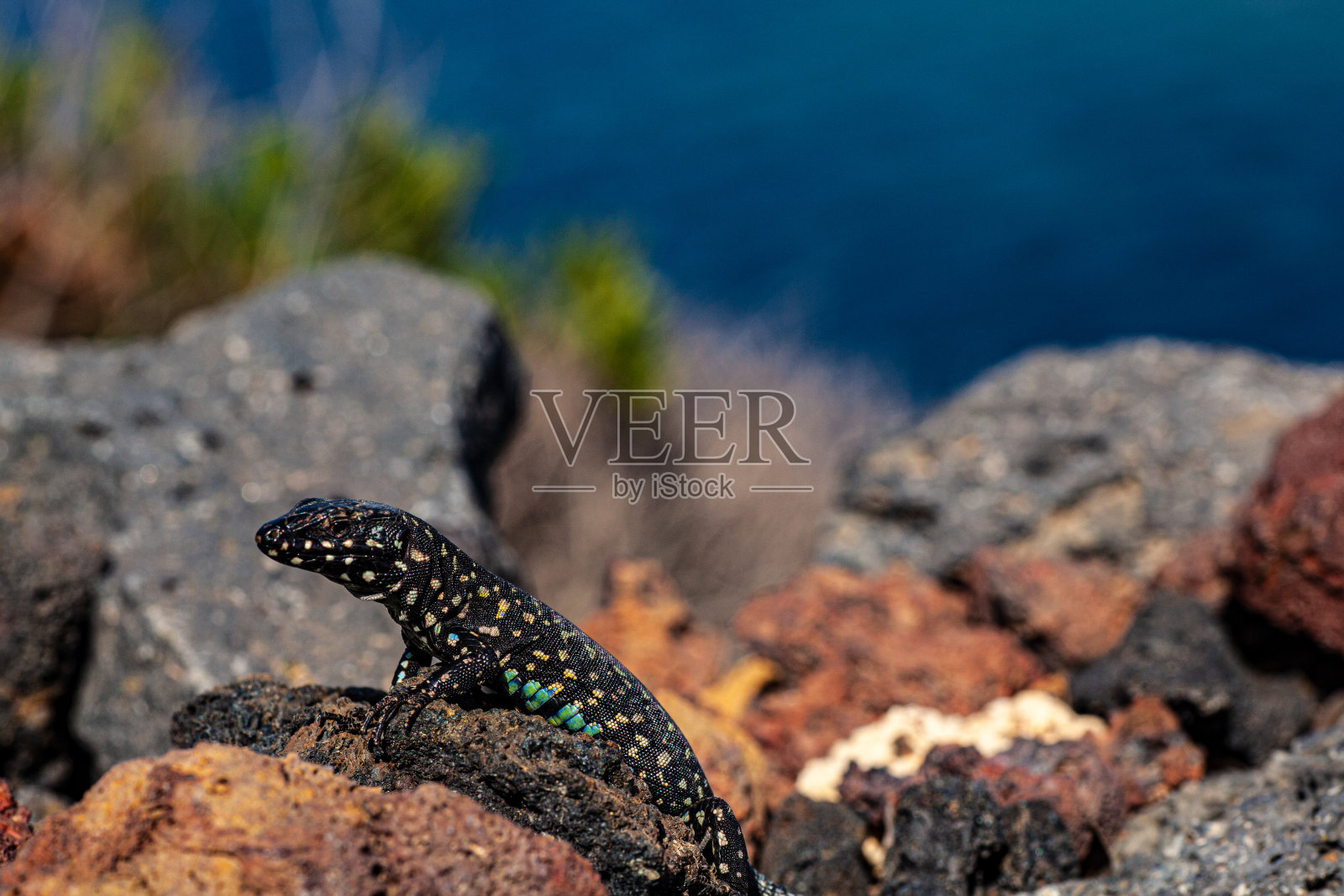 利诺萨熔岩石上的filfola蜥蜴或马耳他壁虎的特写照片摄影图片