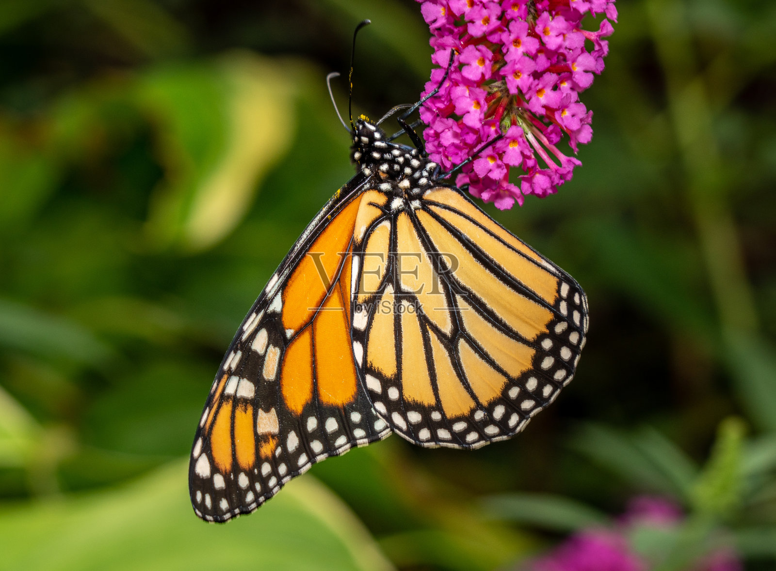 美丽的黑脉金斑蝶在花园里进食照片摄影图片
