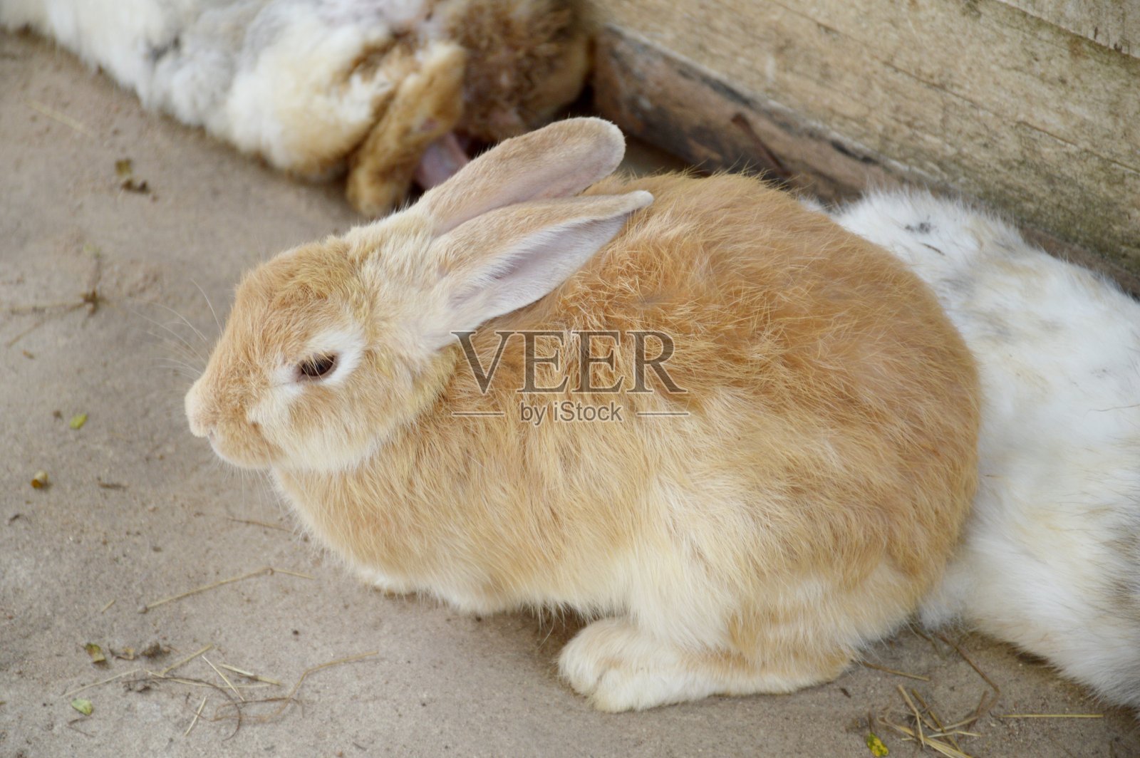 可爱的兔子在乡村农场照片摄影图片