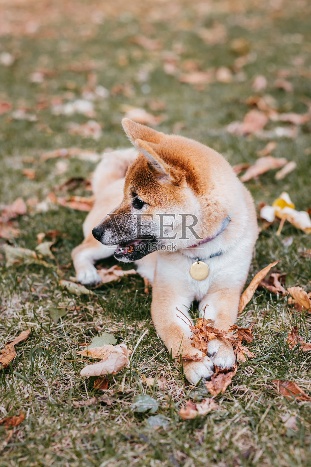 快乐的小狗柴犬在秋天的公园里散步。照片摄影图片