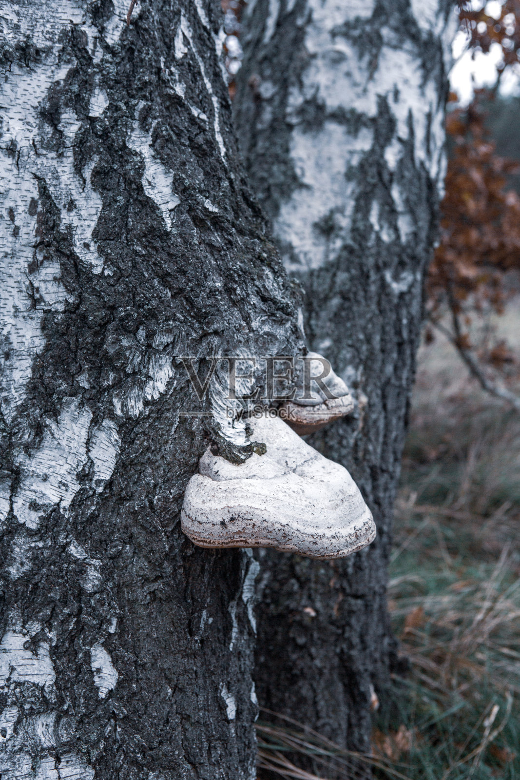 树干上的白蘑菇的特写镜头照片摄影图片