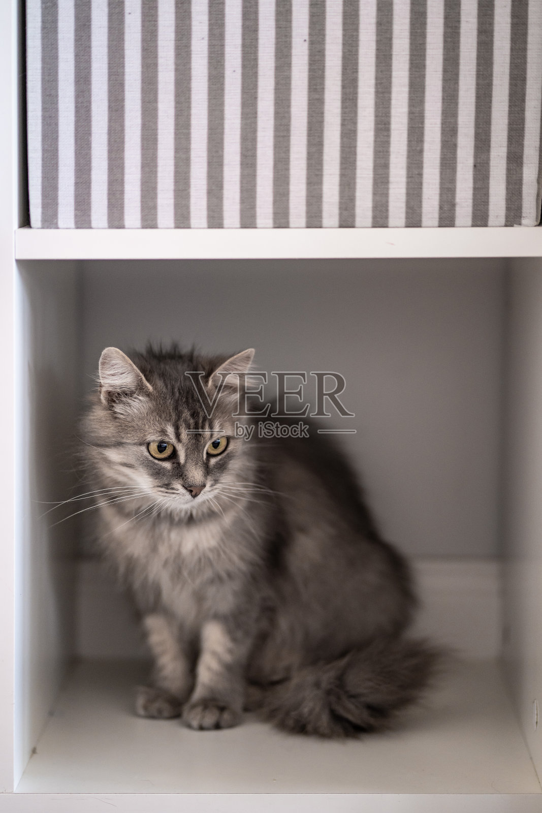 灰色的猫躲在家里的橱柜里照片摄影图片