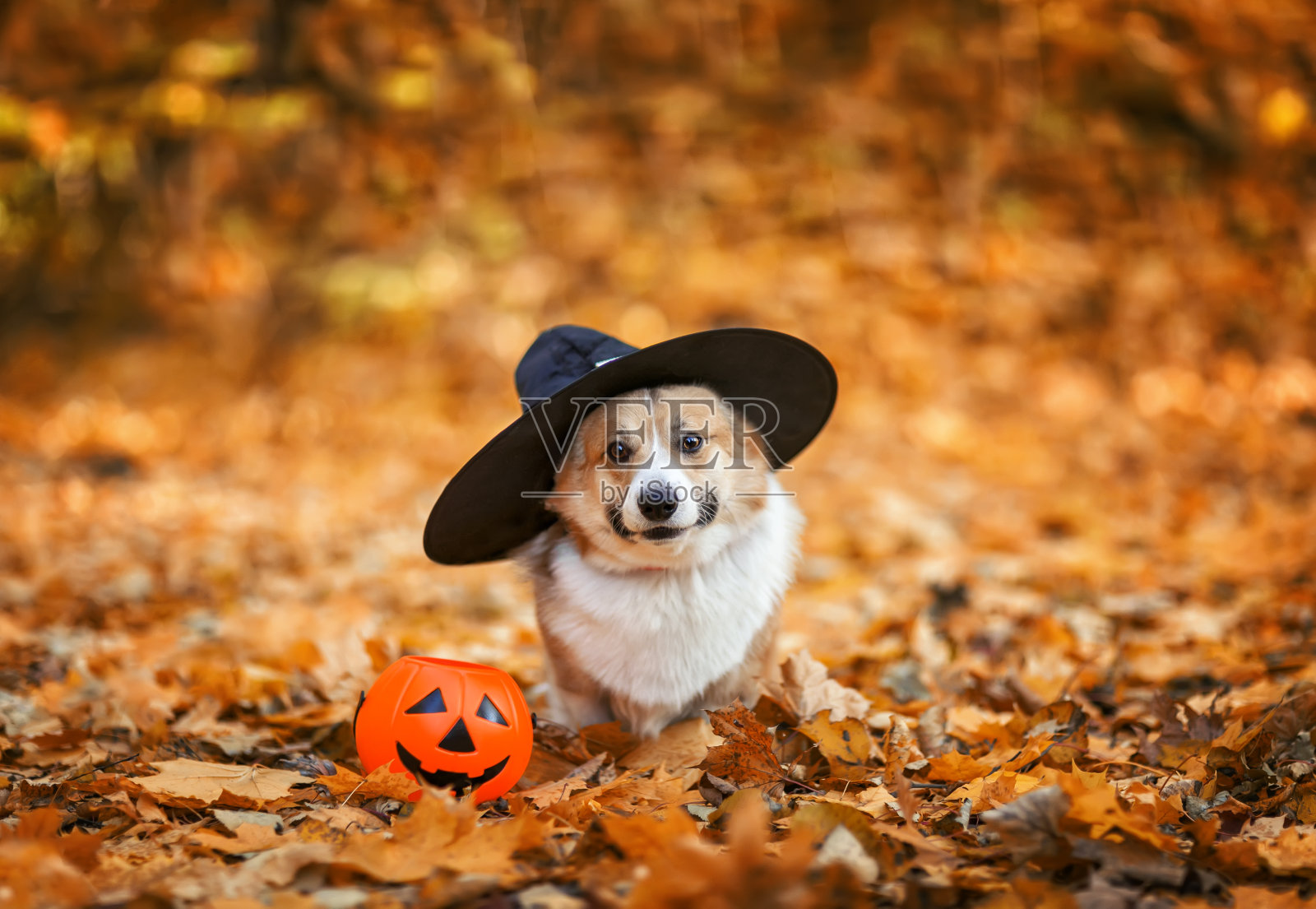 秋天的公园里有一张万圣节贺卡，上面有一只戴着黑色女巫帽的搞笑柯基小狗照片摄影图片