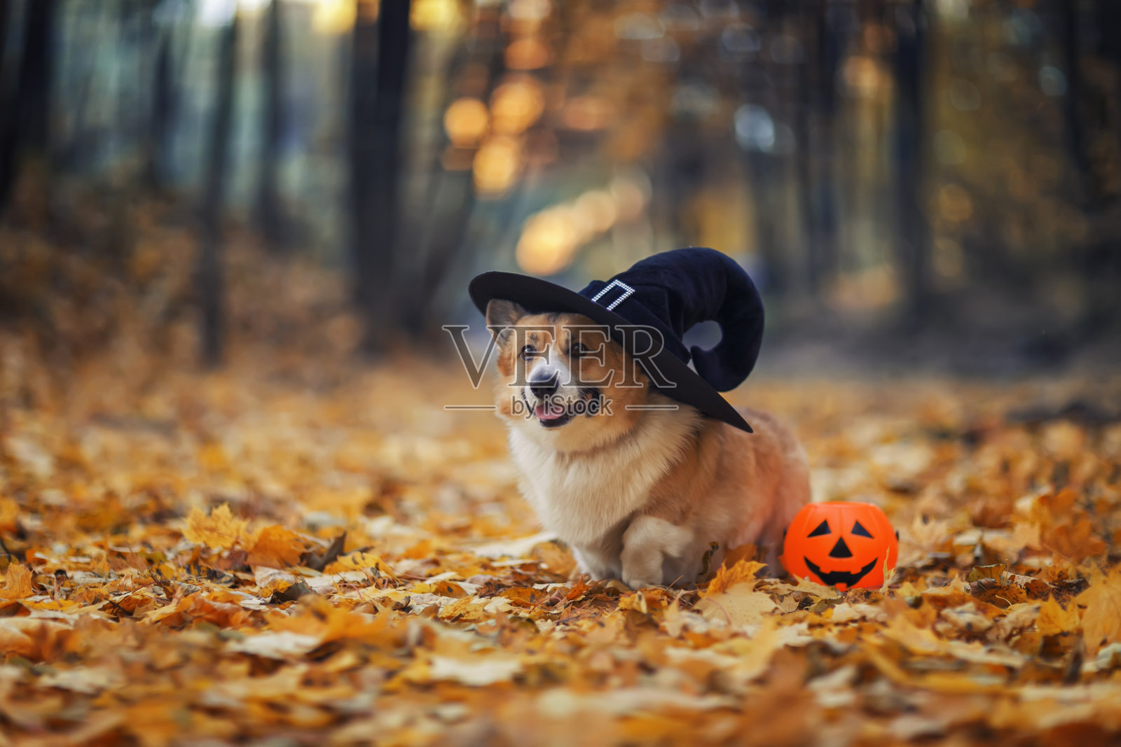 一只戴着黑色万圣节女巫帽的小狗站在秋天的公园里，旁边是金色的落叶和南瓜照片摄影图片