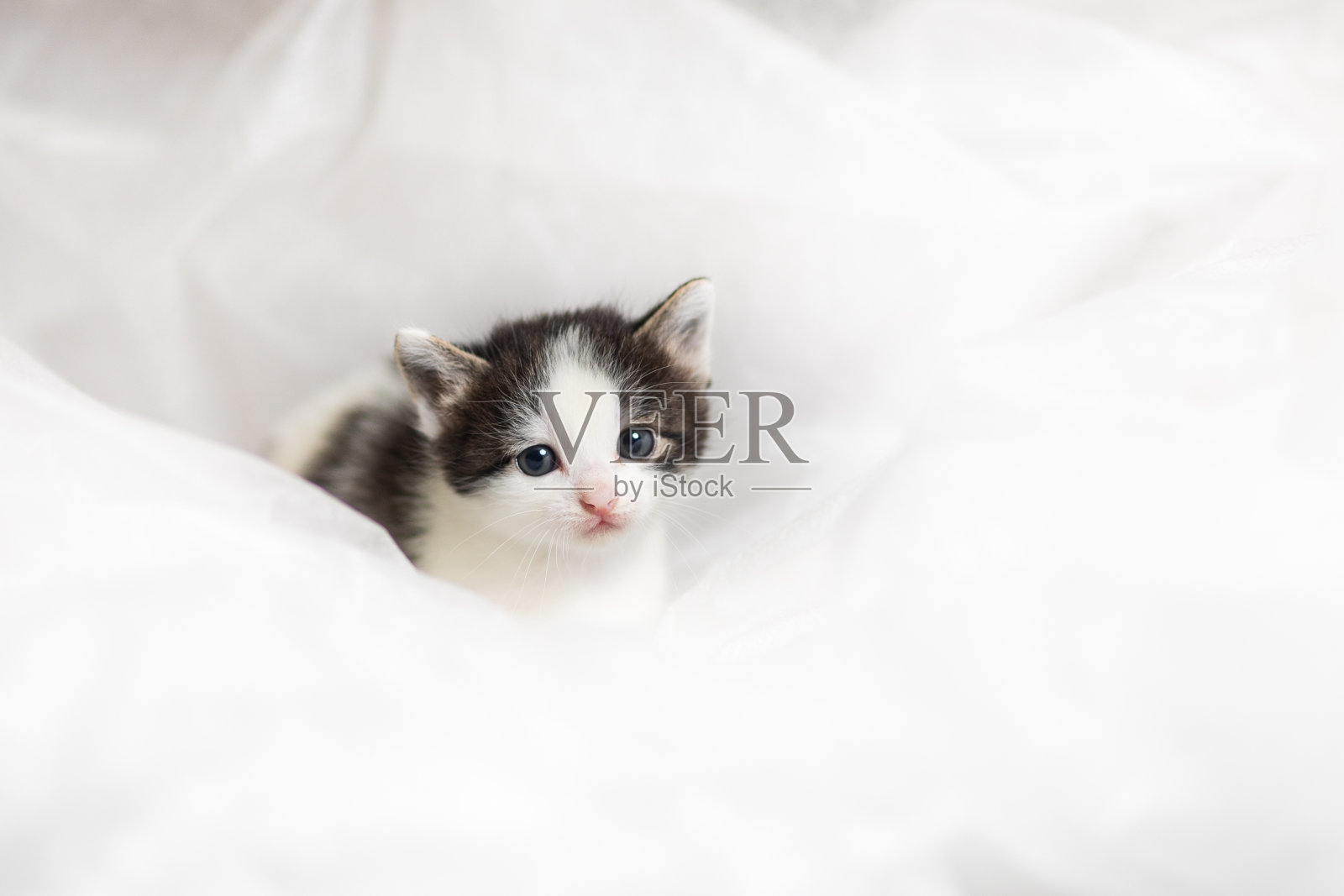 一个可爱的小猫肖像在柔软的白色照片摄影图片
