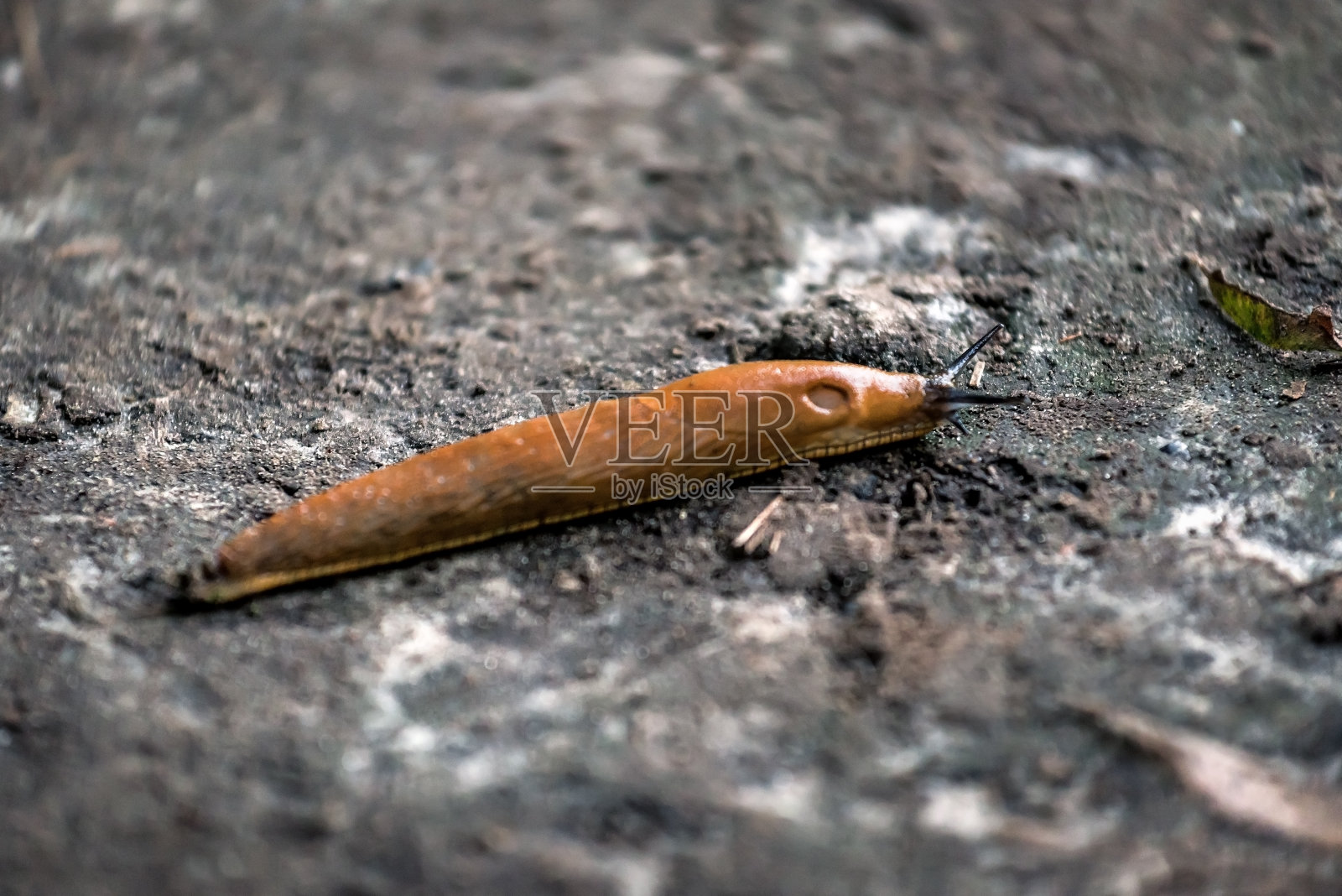 土壤上的棕色鼻涕虫照片摄影图片