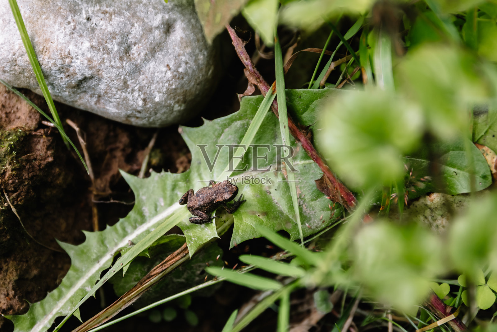 夏天，一只灰色的小蟾蜍坐在绿色的蒲公英叶子上。保护环境和野生动物。植物群和动物群。小青蛙。墙纸。大自然。潮湿的气候。从以上观点。景观照片摄影图片