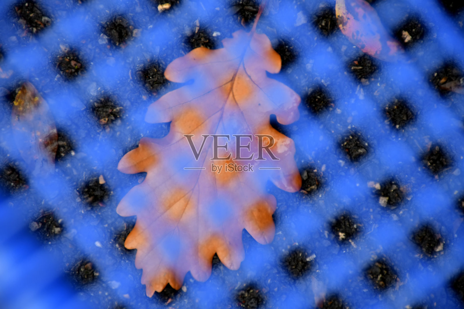 秋天的彩色山毛榉树叶下的蓝色网格座位照片摄影图片