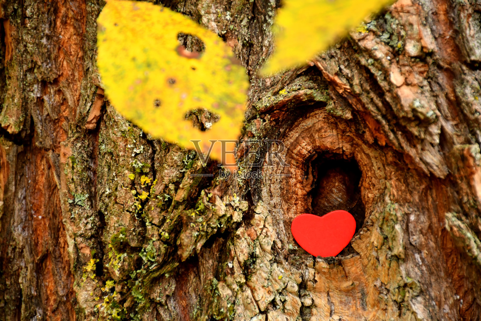 心在树上的节孔里，有秋天彩色的叶子照片摄影图片