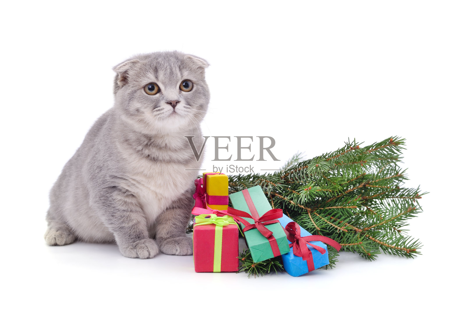 猫靠近圣诞树。照片摄影图片