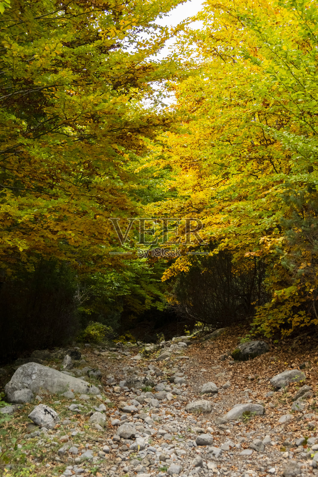 阿尔巴尼亚的秋天。五彩缤纷的秋天森林景观照片摄影图片