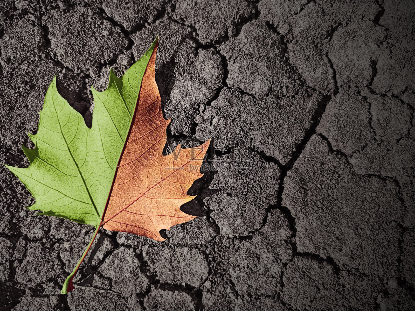 叶子在春天和秋天颜色在干燥的土壤上。直观地描述了季节和干旱照片摄影图片