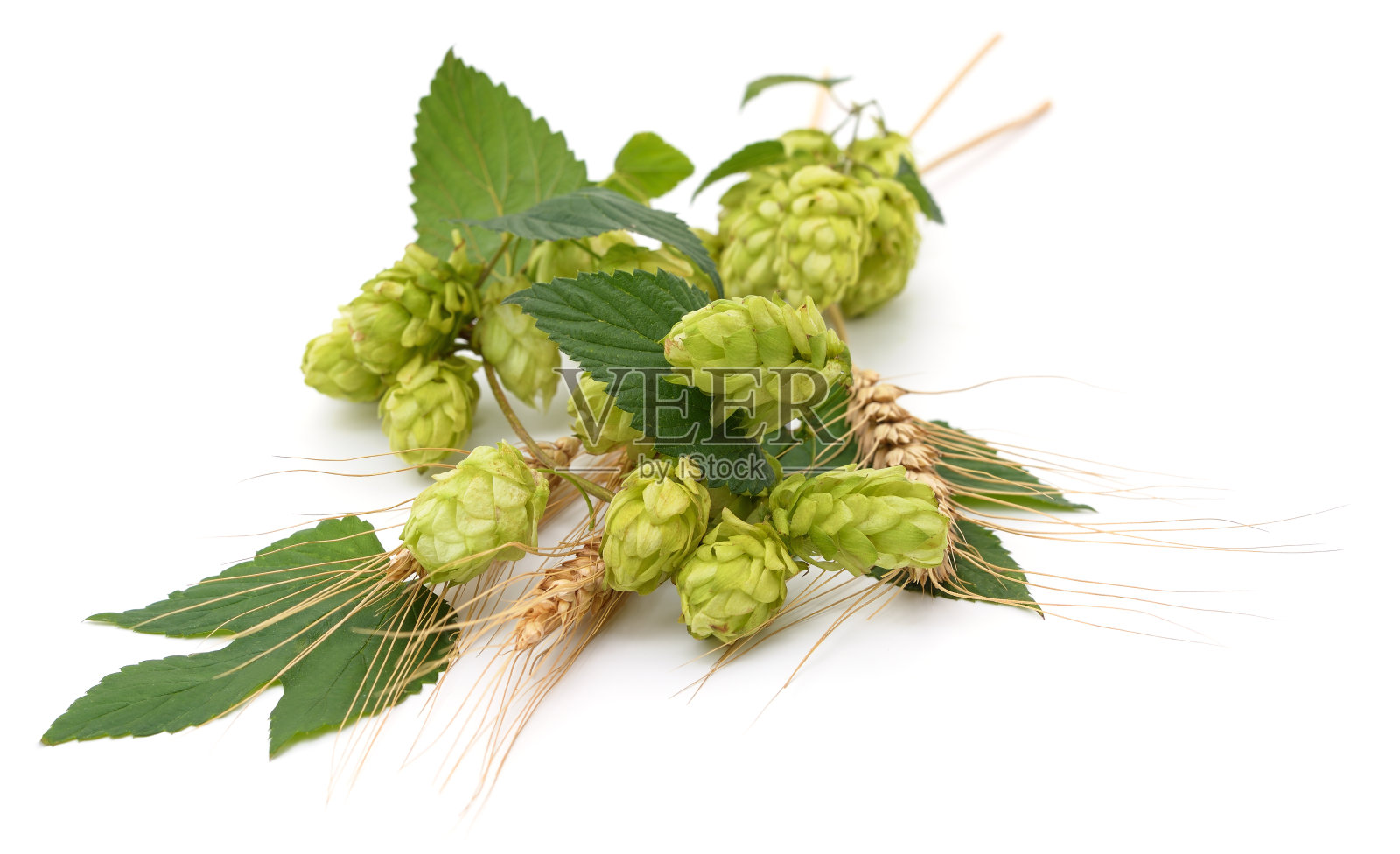 绿色的啤酒花和小穗。照片摄影图片