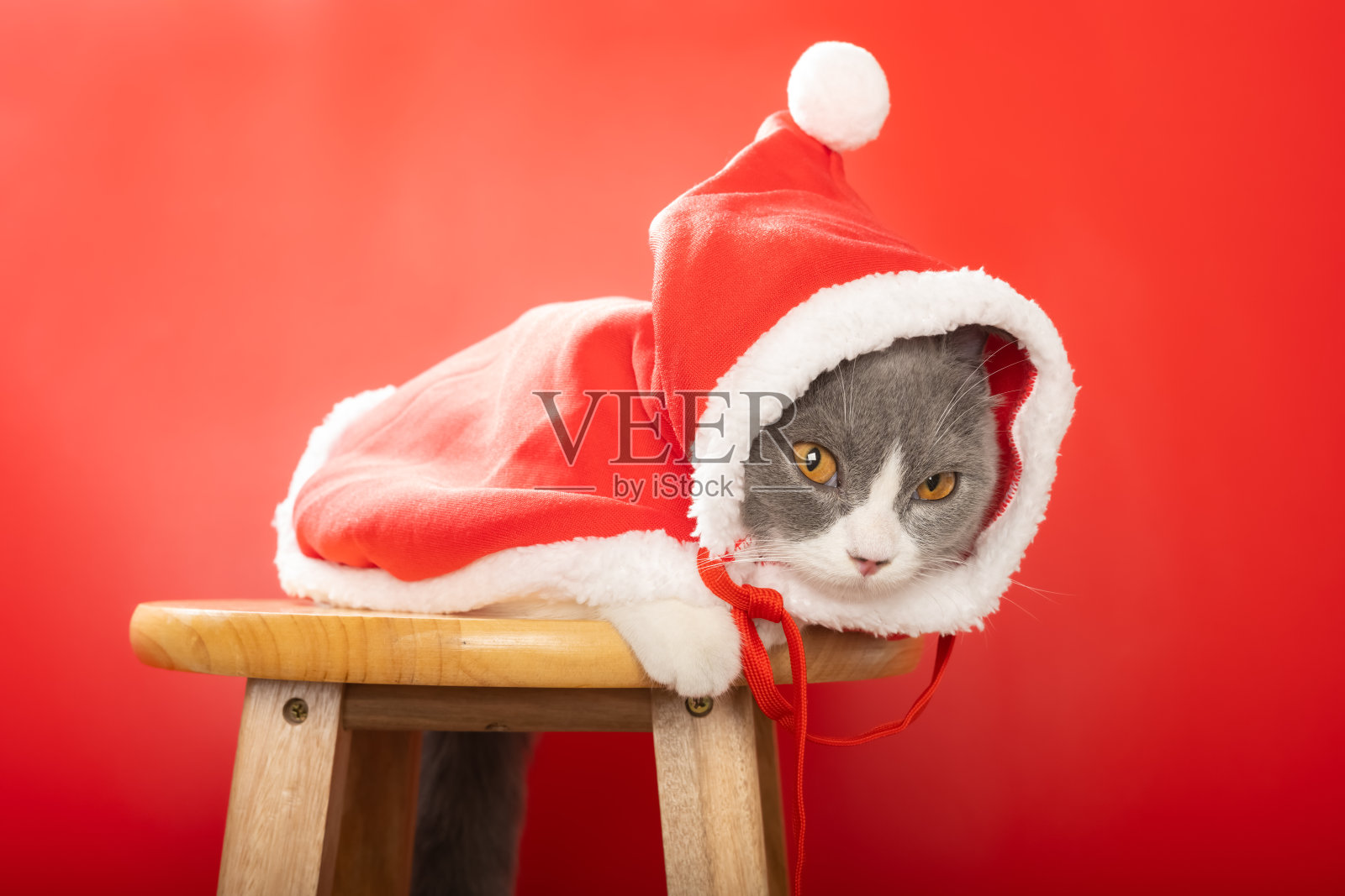一只可爱的英国短毛猫穿着圣诞老人的斗篷照片摄影图片