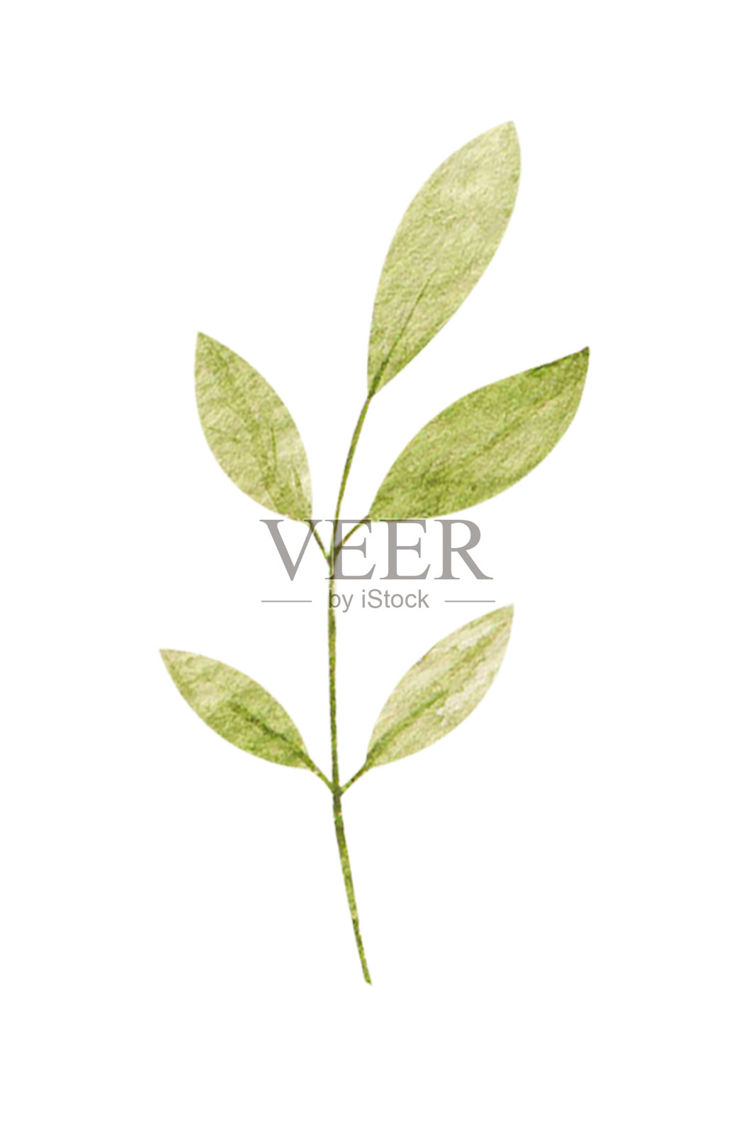 水彩插图，植物元素孤立在白色背景上。一套野生和花园香草。花、叶、枝等自然元素设计元素图片